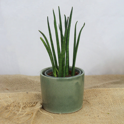 Mini Aloe Sage Green Handmade Ceramic Plant Pot